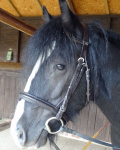 13.3hh Black Cob Filly born 2008