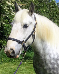 13.2hh Blue Roan Tobiano Gelding born 2013