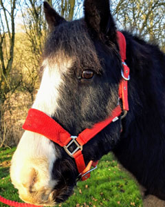 13.2hh Black Cob Filly born 2012