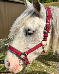 Cob Mare 14.1hh Born 2016