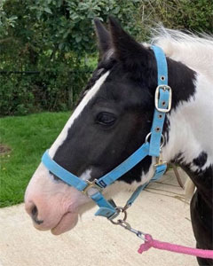 13.1hh Piebald Mare born 2010
