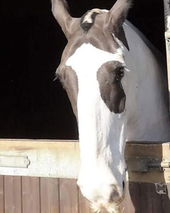 15.2hh Piebald Gypsy Cob Gelding born 2006